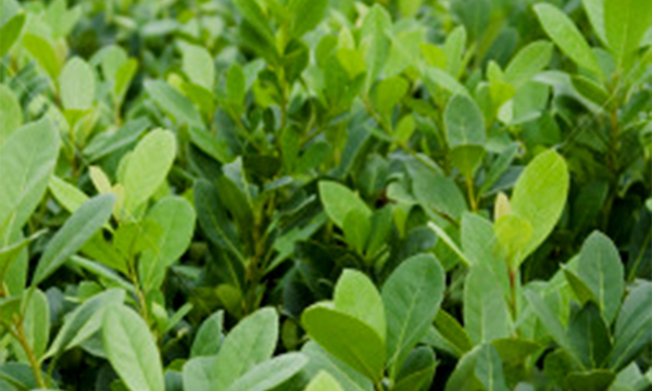 Zeleni listi rastline yerba mate (Ilex paraguariensis)